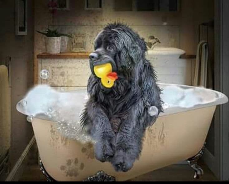 Baño Gigante