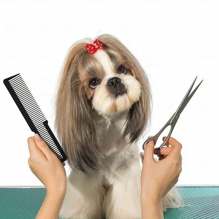 Grooming Chico
