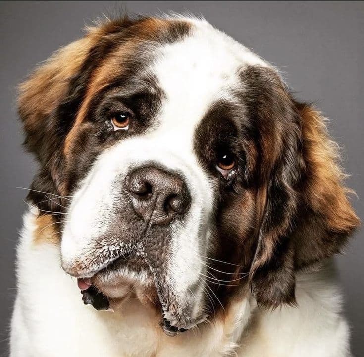 Grooming Gigante