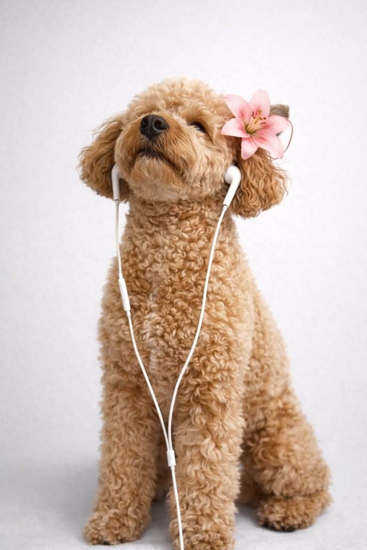 Paquete Bienestar "Mediano"